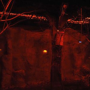 Moholi bushbaby and Straw-colored fruit bat exhibit, 2024-05-22