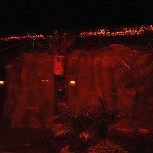 Moholi bushbaby and Straw-colored fruit bat exhibit, 2024-05-22