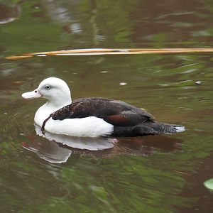 Radjah shelduck (Radjah radjah), 2024-05-22