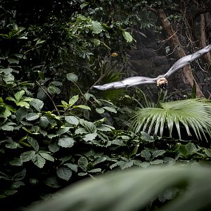 Indian Flying Fox (pteropus giganteus) 08/20