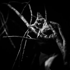 Southern Lesser Galago (galago moholi) 03/21