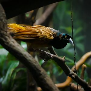 Raggiana Bird-of-paradise (paradisaea raggiana) 02/20