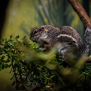 Harris' Antelope-Squirrel (ammospermophilus harrisii) 10/19