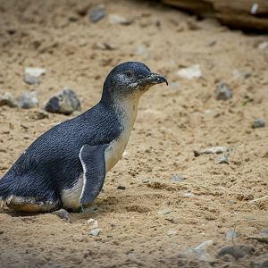 Little Penguin (eudyptula minor) 10/19
