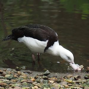 Radjah shelduck (Radjah radjah), 2024-05-22
