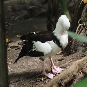 Radjah shelduck (Radjah radjah), 2024-05-23