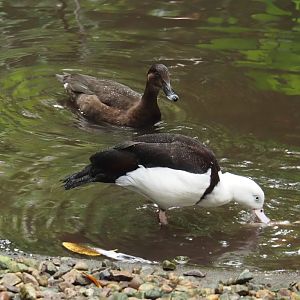 Radjah shelduck (Radjah radjah) and Hardhead (Aythya australis), 2024-05-22