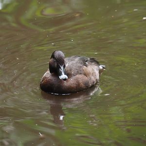 Hardhead (Aythya australis), 2024-05-22