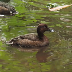 Hardhead (Aythya australis), 2024-05-22