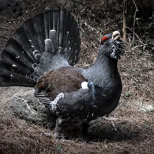 Western Capercaillie (tetrao urogallus) 03/21