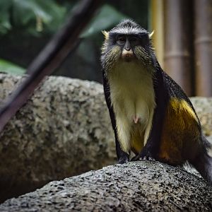 Wolf’s Monkey (cercopithecus wolfi) 10/19