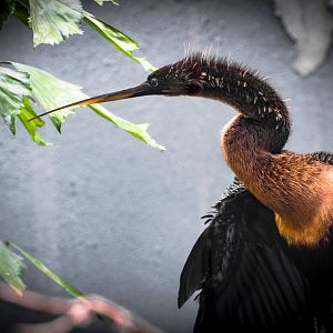 Anhinga (anhinga anhinga) 02/20