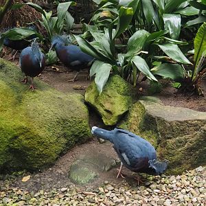 Victoria crowned pigeons (Goura victoria), 2024-05-22