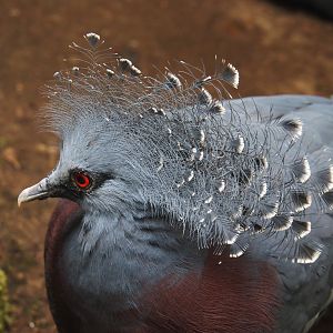 Victoria crowned pigeon (Goura victoria), 2024-05-22