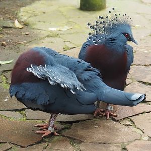 Victoria crowned pigeons (Goura victoria), 2024-05-22