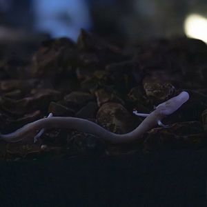 Olm (proteus anguinus) 07/23 - Vivarium Postojnska Jama