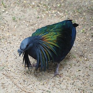 Nicobar pigeon (Caloenas nicobarica), 2024-05-23