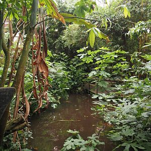 Jungle Trail - Pond, 2024-05-22
