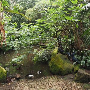Jungle Trail - Pond, 2024-05-22