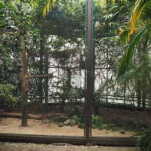 Sulawesi knobbed hornbill aviary, 2024-05-22