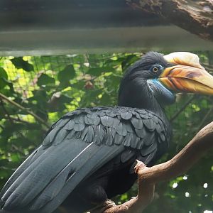 Sulawesi knobbed hornbill (Rhyticeros cassidix), 2024-05-22