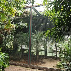 Javan rhinoceros hornbill aviary, 2024-05-22