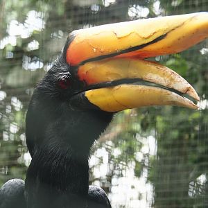 Javan rhinoceros hornbill (Buceros rhinoceros silvestris), 2024-05-22