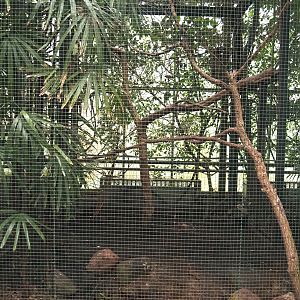 Southern sulawesi hornbill, Nicobar pigeon and Sulawesi myna aviary, 2024-05-22