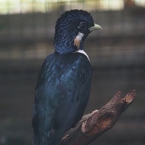 Sulawesi myna (Basilornis celebensis), 2024-05-23