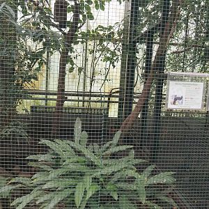 Lesser Bornean crested fireback and Mindanao wrinkled hornbill aviary, 2024-05-22