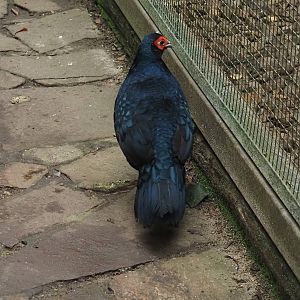 Salvadori's pheasant (Lophura inornata inornata), 2024-05-22