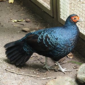Salvadori's pheasant (Lophura inornata inornata), 2024-05-23