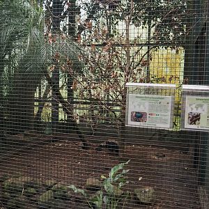 Malayan crestless fireback and Sumatran laughingthrush aviary, 2024-05-22