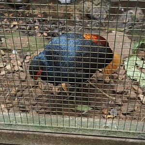 Malayan crestless fireback (Lophura erythrophthalma), 2024-05-22
