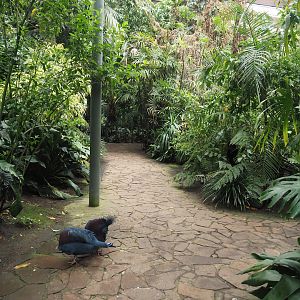 Walkways in Jungle Trail, 2024-05-22