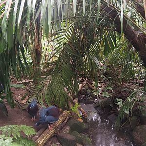 Creek in Jungle Trail, 2024-05-22