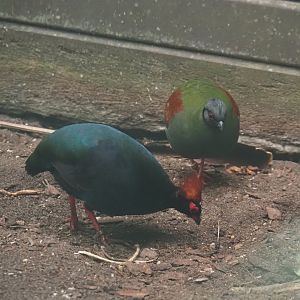 Crested wood partridges (Rollulus rouloul), 2024-05-22