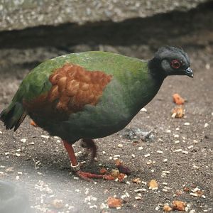 Crested wood partridge (Rollulus rouloul), 2024-05-23