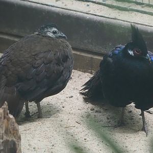 Palawan peacock-pheasant (Polyplectron napoleonis), 2024-05-23