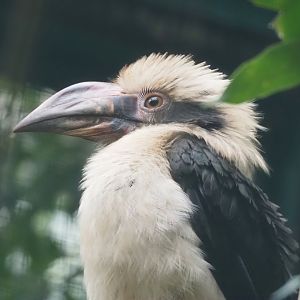 Luzon hornbill (Penelopides manillae manillae), 2024-05-22