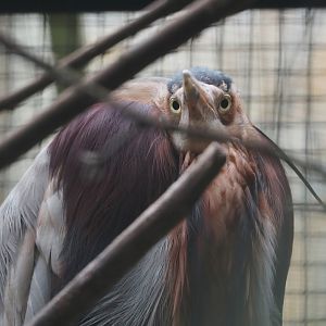 Eastern purple heron (Ardea purpurea manilensis), 2024-05-22