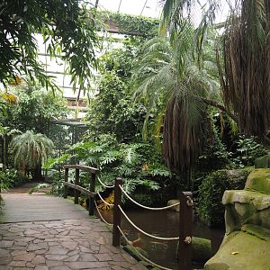 Jungle Trail - Walkway and pond with koi, 2024-05-22
