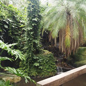Jungle Trail - Koi pond and waterfalls, 2024-05-22