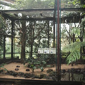 Little pied cormorant, Javan pond heron and Green-backed heron aviary, 2024-05-22