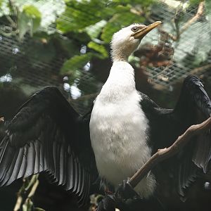 Little pied cormorant (Microcarbo melanoleucos), 2024-05-23