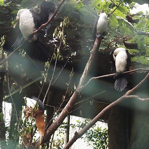 Little pied cormorants (Microcarbo melanoleucos) and Javan pond heron (Ardeola speciosa), 2024-05-22