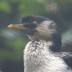 Little pied cormorant (Microcarbo melanoleucos), 2024-05-22