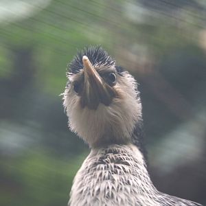 Little pied cormorant (Microcarbo melanoleucos), 2024-05-22