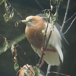 Javan pond heron (Ardeola speciosa), 2024-05-22