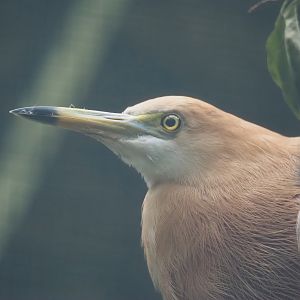 Javan pond heron (Ardeola speciosa), 2024-05-22